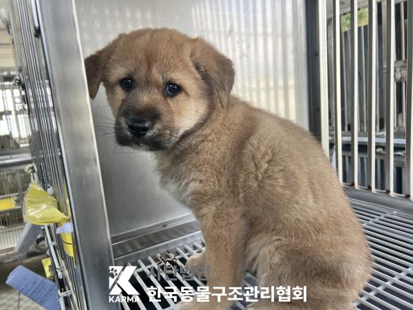 보호중 믹스견의 가…